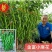 豫艺金富小麻花螺丝椒长果薄皮螺丝线椒种子春秋季丰产抗病