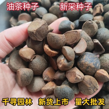 25年新采油茶种子茶树茶籽早春茶树榨油可以洗头【红皮野生