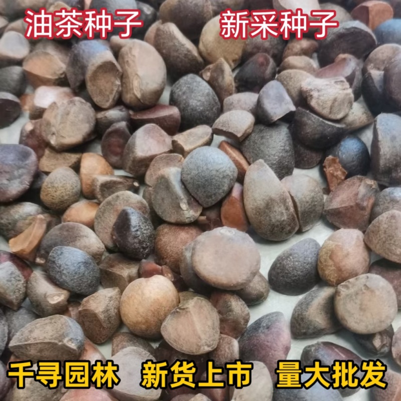 25年新采油茶种子茶树茶籽早春茶树榨油可以洗头【红皮野生