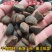 25年新采油茶种子茶树茶籽早春茶树榨油可以洗头【红皮野生