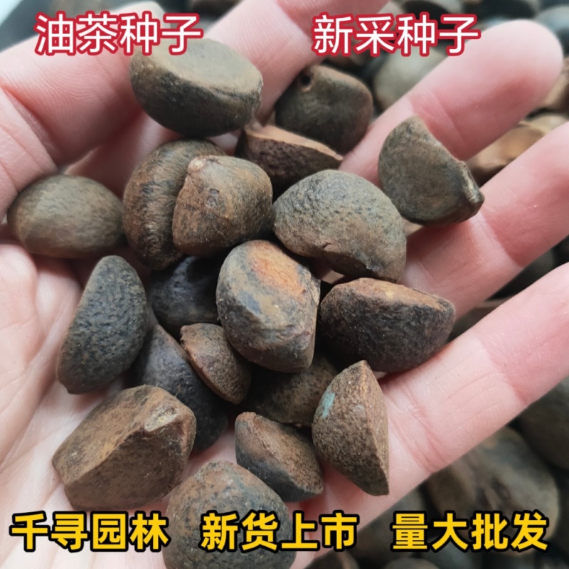 25年新采油茶种子茶树茶籽早春茶树榨油可以洗头【红皮野生