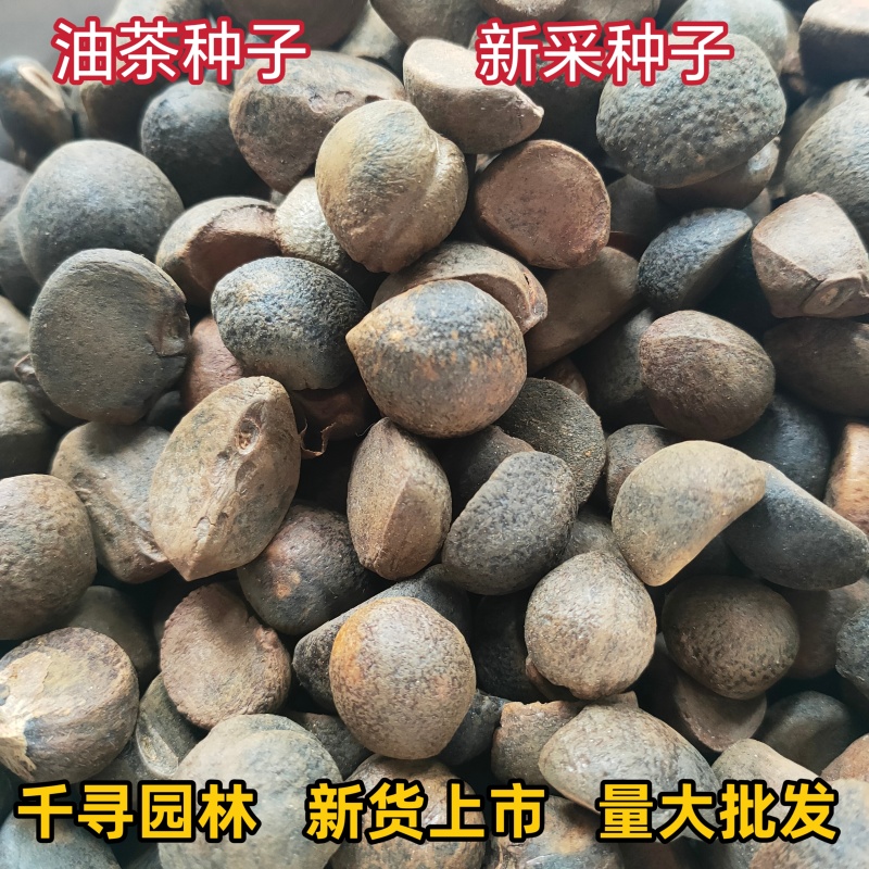 25年新采油茶种子茶树茶籽早春茶树榨油可以洗头【红皮野生