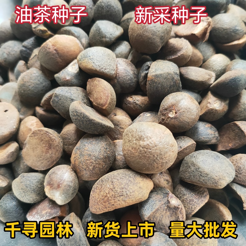 25年新采油茶种子茶树茶籽早春茶树榨油可以洗头【红皮野生