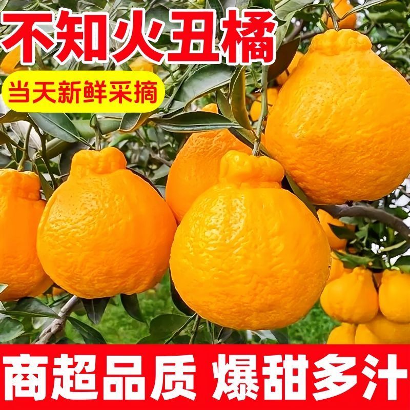 《精选》四川不知火丑橘量大从优售后无忧一条龙服务对接