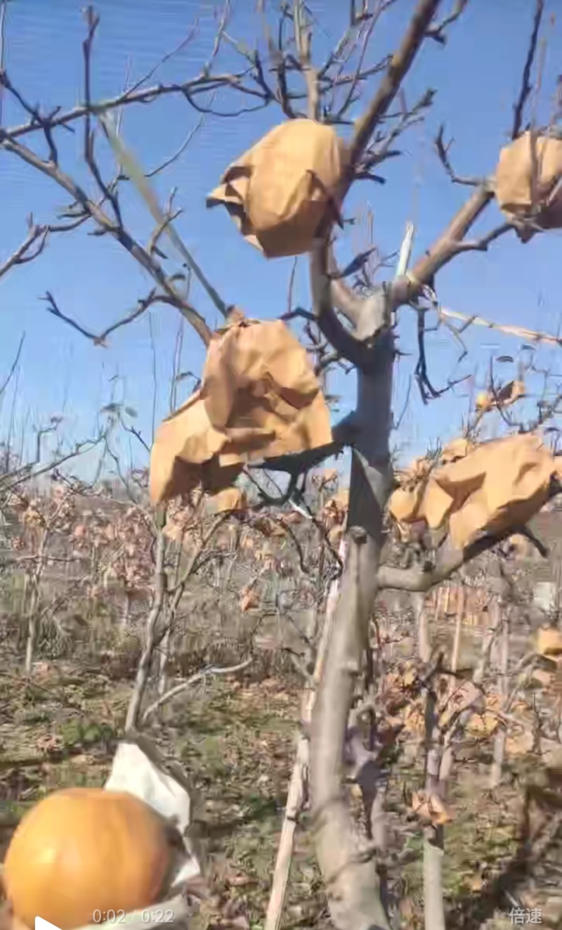 河南周口晚秋黄梨