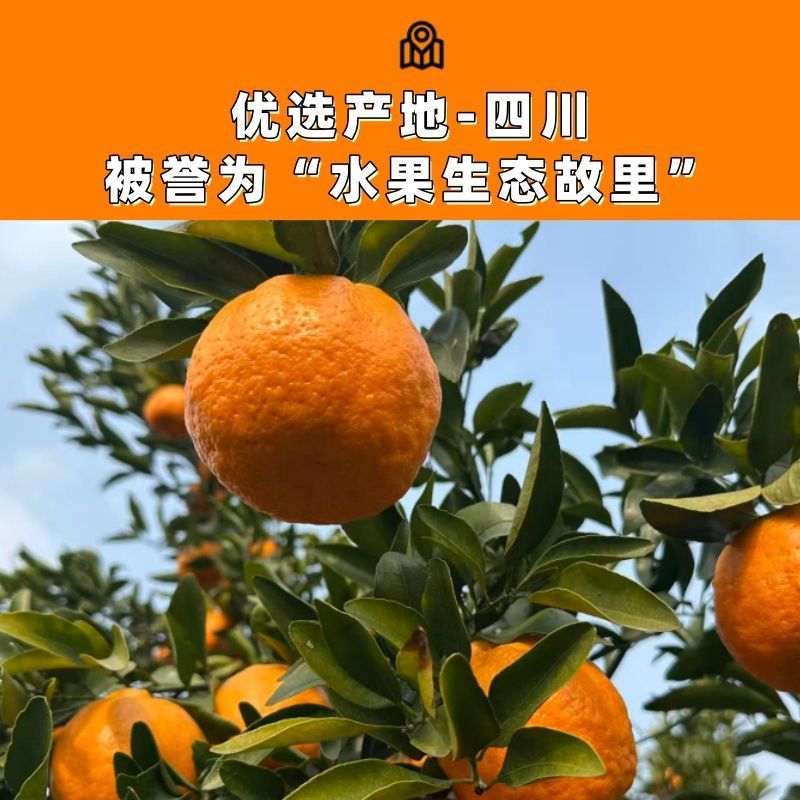《精选》四川碰柑基地直发保质保量对接商超团购电商一条龙