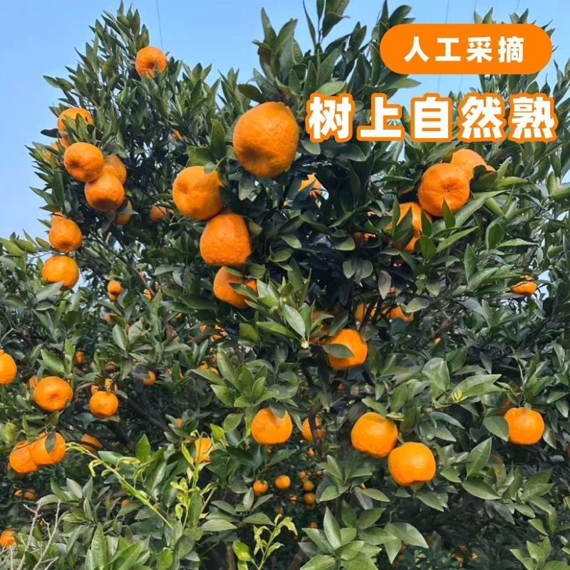 《精选》四川碰柑基地直发保质保量对接商超团购电商一条龙