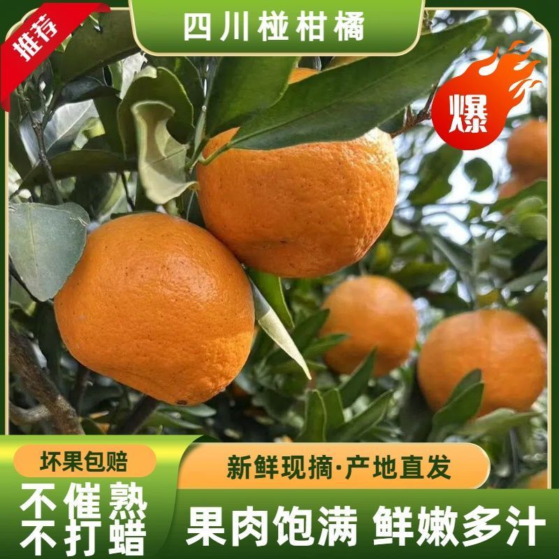 《精选》四川碰柑基地直发保质保量对接商超团购电商一条龙