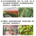 防冻授粉座果精提高座果率保花保果促进授粉催花防冻害