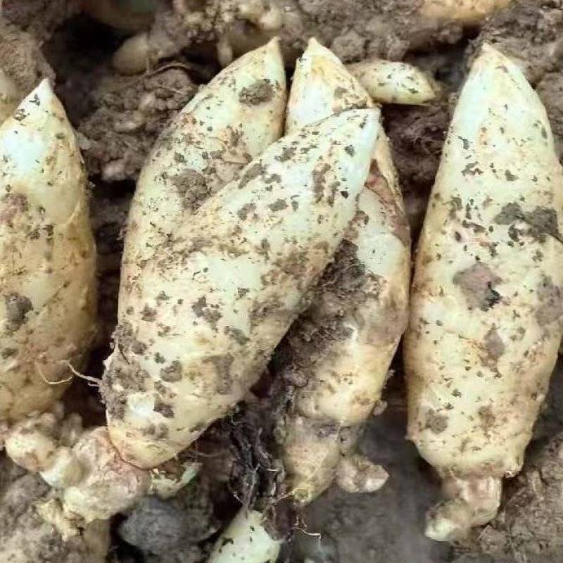 湖北乌红杂交零代天麻种子产地直发现挖现卖个头大成活率高