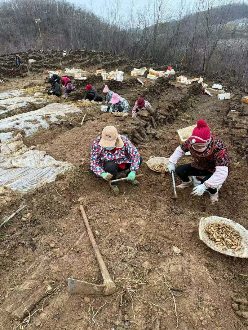 湖北乌红杂交零代天麻种子产地直发现挖现卖个头大成活率高