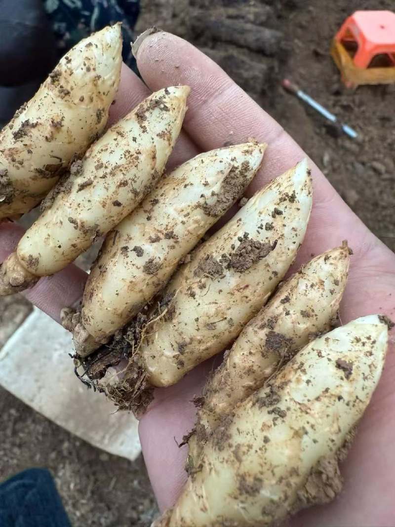 湖北乌红杂交零代天麻种子产地直发现挖现卖个头大成活率高