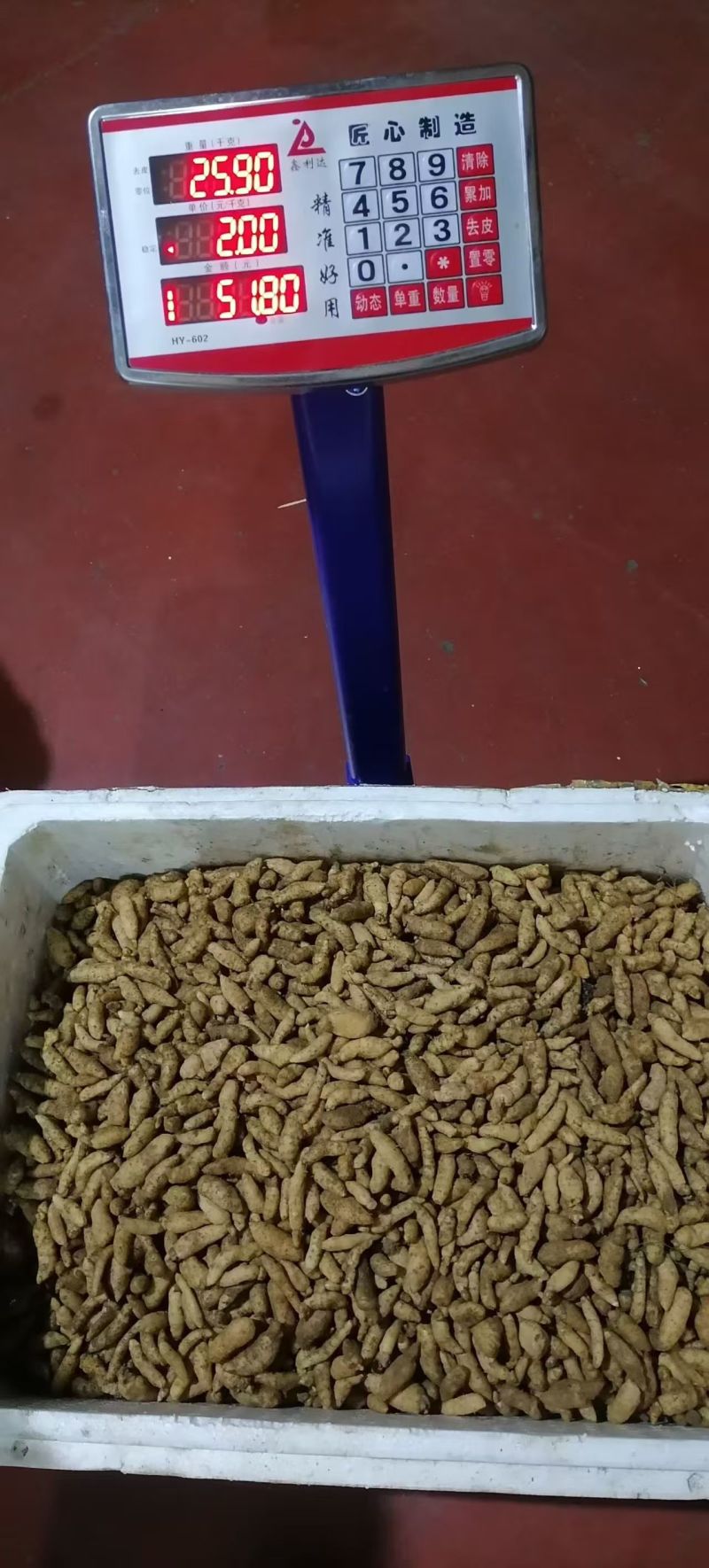 湖北乌红杂交零代天麻种子产地直发现挖现卖个头大成活率高