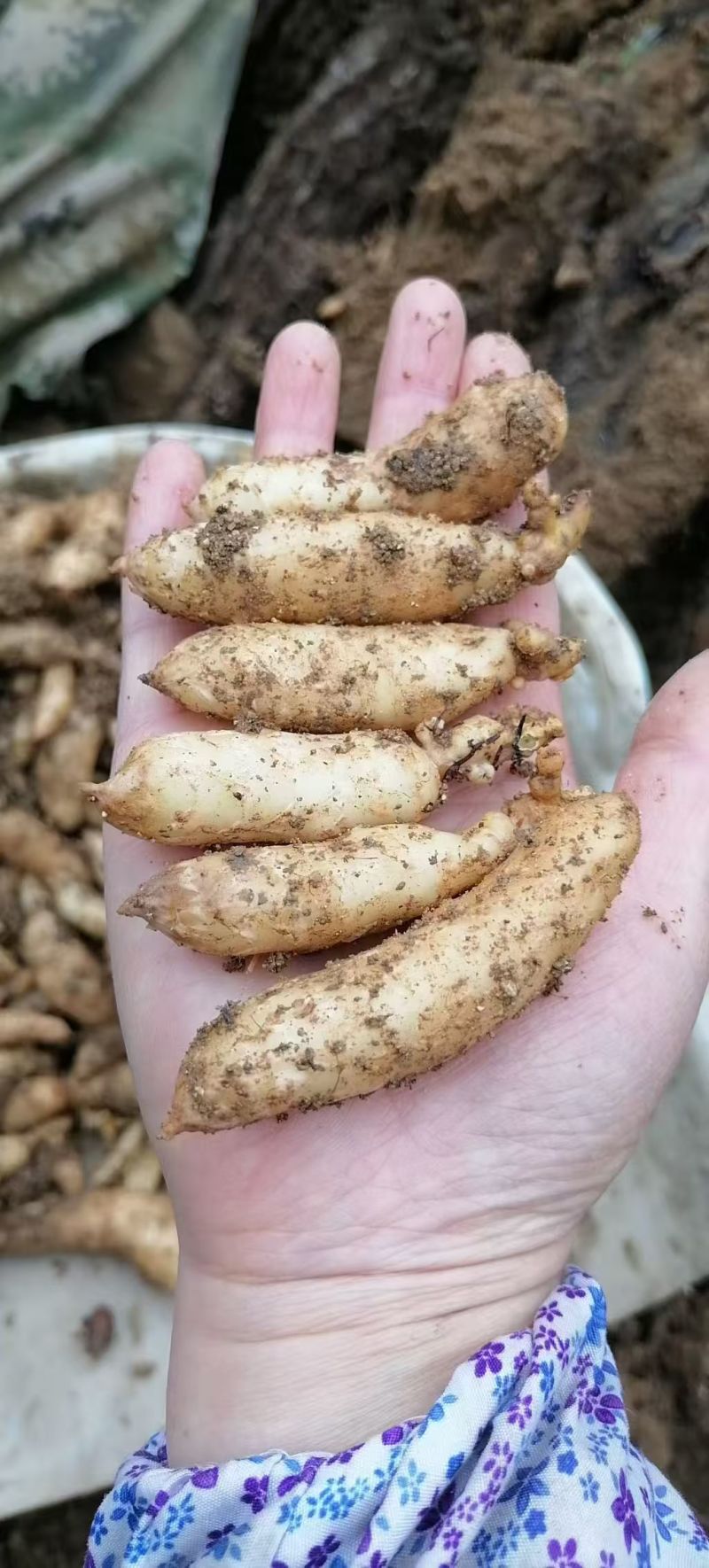 湖北乌红杂交零代天麻种子产地直发现挖现卖个头大成活率高