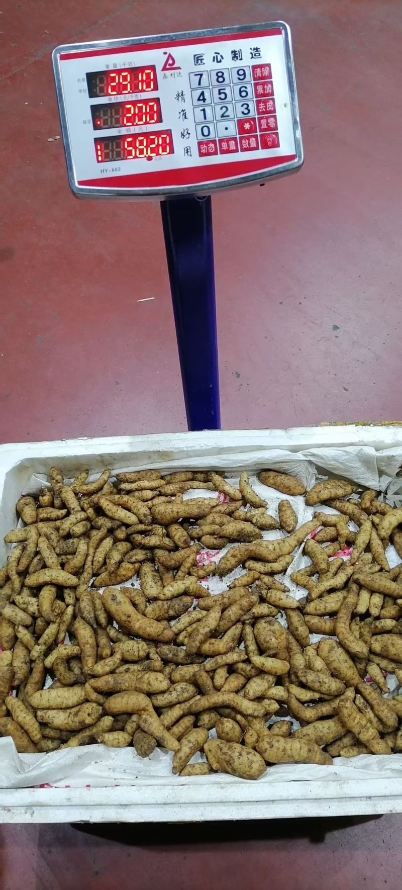 湖北乌红杂交零代天麻种子产地直发现挖现卖个头大成活率高