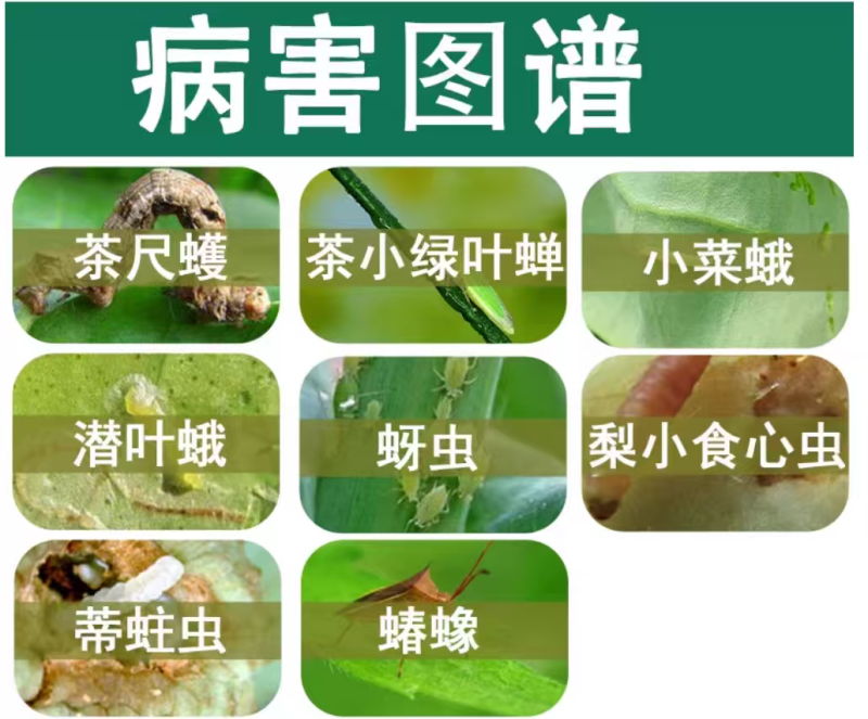 江苏龙灯高捷高效氯氟氰菊酯蚜虫菜青虫小菜蛾杀虫剂