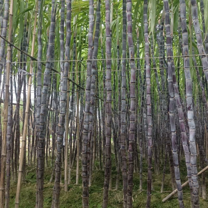 广西博白黑皮甘蔗量大从优诚信合作欢迎来电咨询