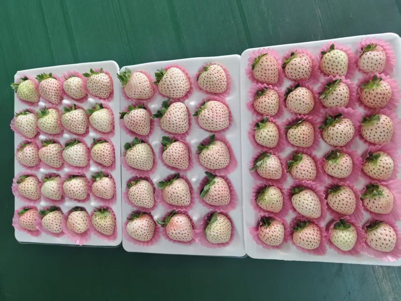 甜宝草莓香野草莓白草莓等代收代发物流方便