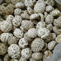 花菇大量供应