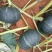 供应广西贝贝南瓜