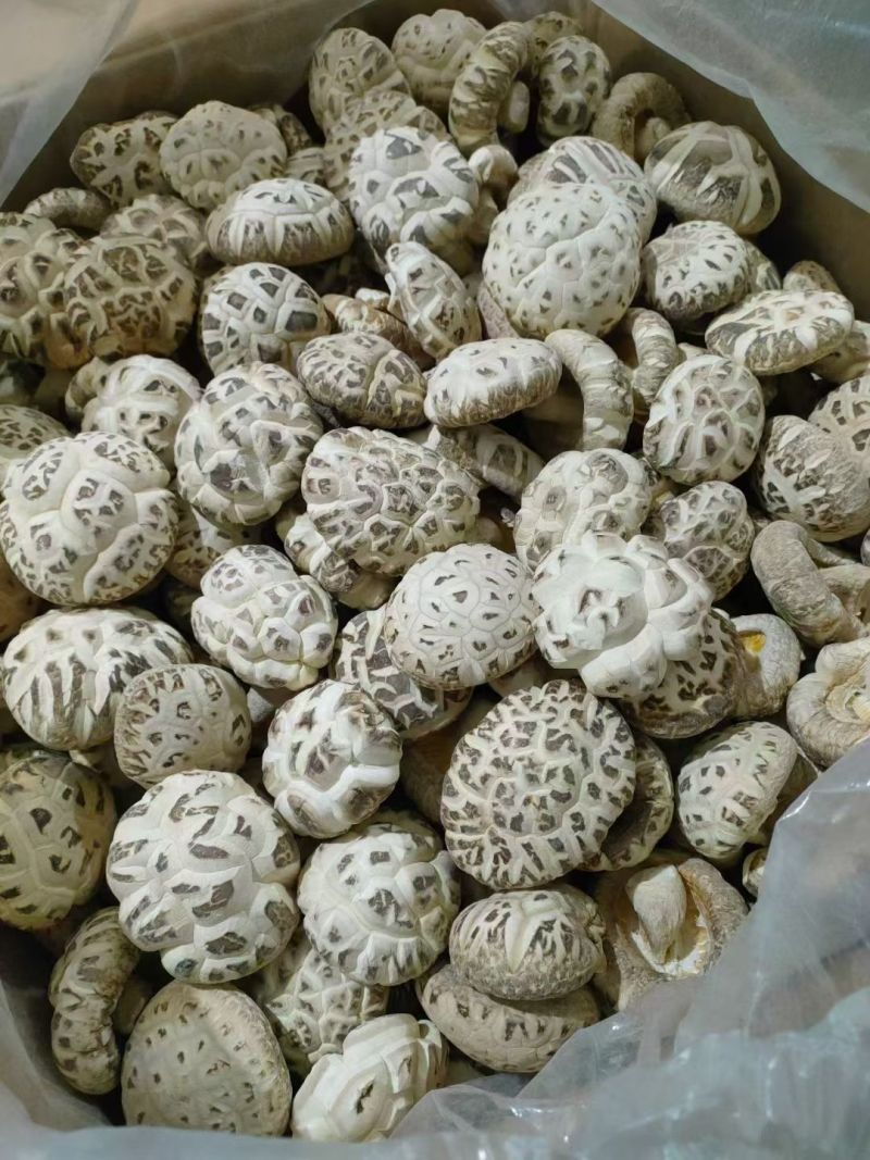 花菇大量供应