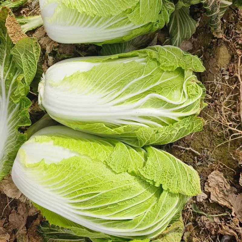 白菜