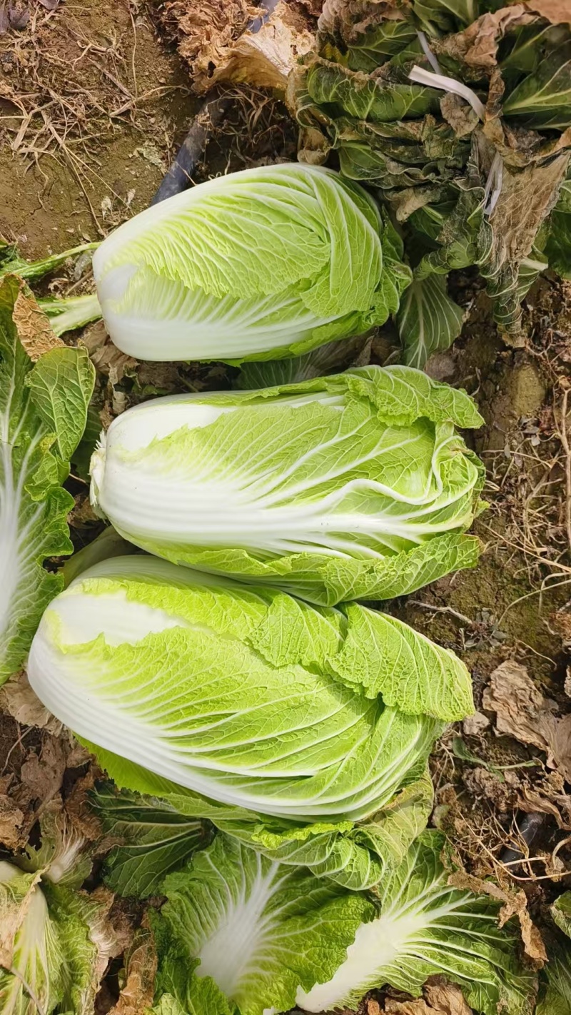 白菜