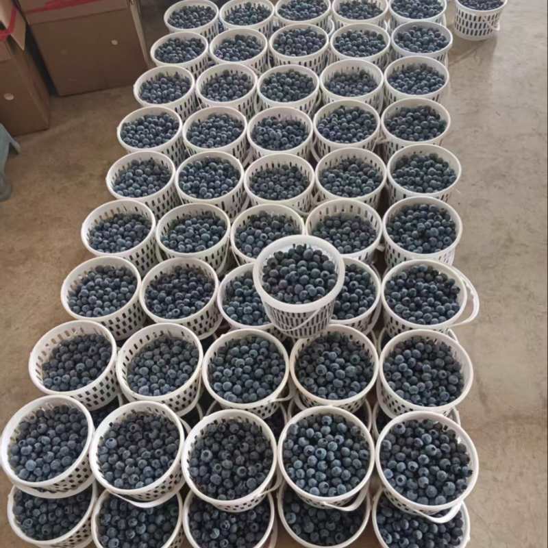 云南花香蓝莓，产地直供，量大从优，欢迎采购