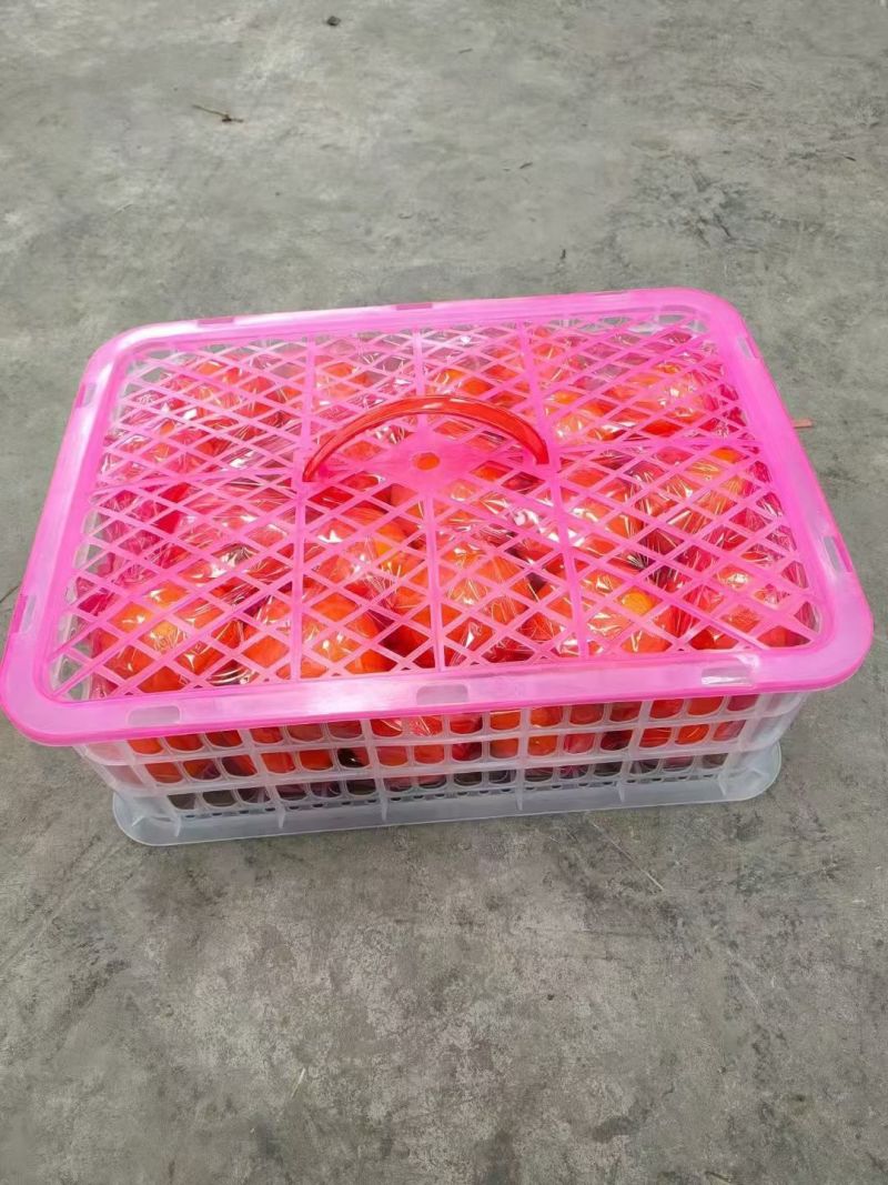 三峡秭归九月红脐橙又名果冻橙马上到了大量上市走货进行中啦