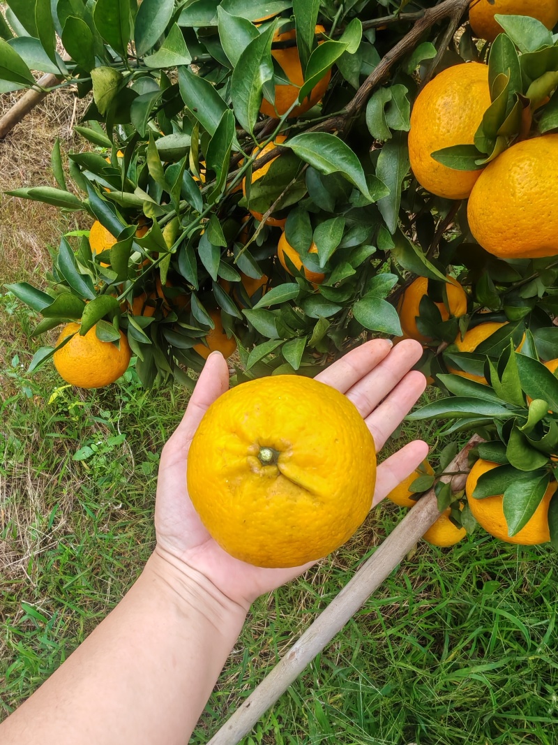 陈皮