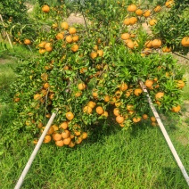 陈皮