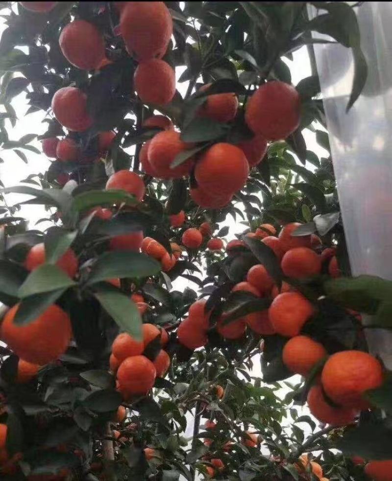 沙糖桔，沃柑