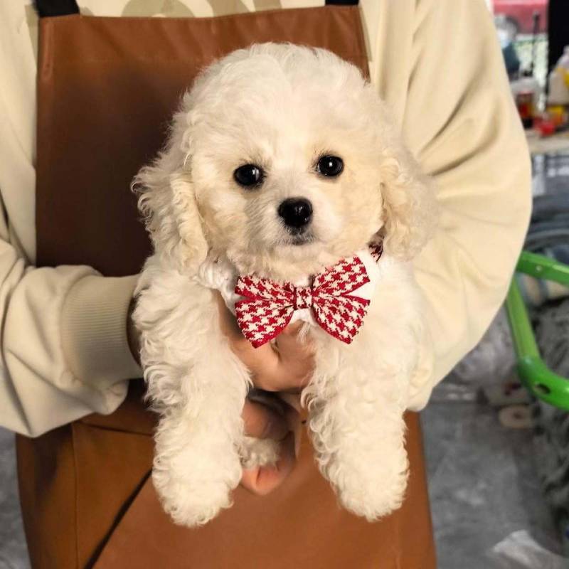 精品比熊犬幼崽好可爱