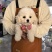 精品比熊犬幼崽好可爱