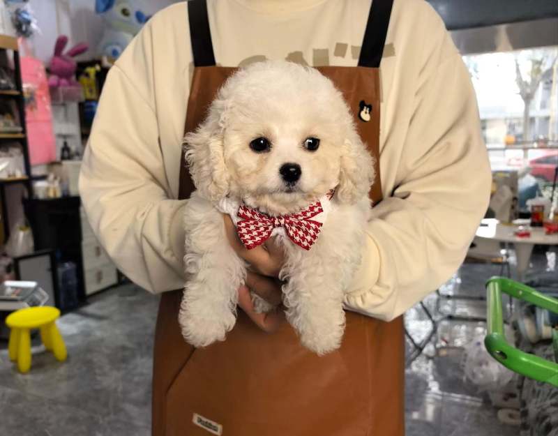 精品比熊犬幼崽好可爱