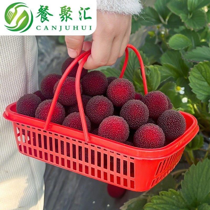 杨梅篮子专用框筐手提塑料筐采摘樱桃水果篮装枇杷草莓荔