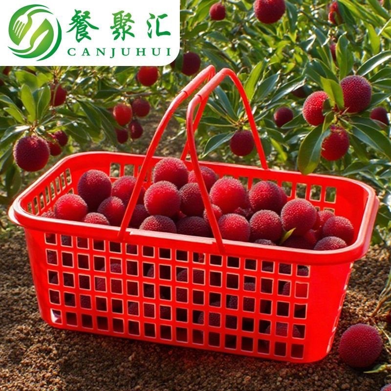 杨梅篮子专用框筐手提塑料筐采摘樱桃水果篮装枇杷草莓荔