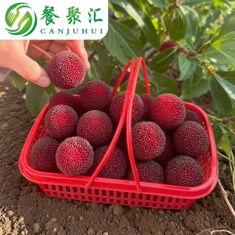 杨梅篮子专用框筐手提塑料筐采摘樱桃水果篮装枇杷草莓荔