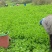 豌豆尖