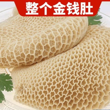 毛肚水发金钱肚冷冻蜂窝肚牛肚火锅冒菜凉拌菜等