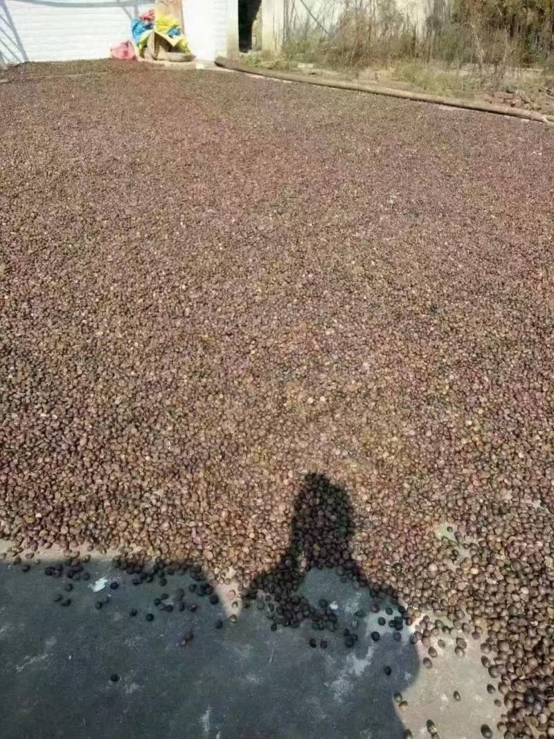 自家小山土山茶油