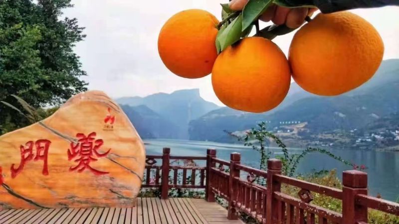 奉节脐橙自产自销，一手货源，全国可发，量大价优