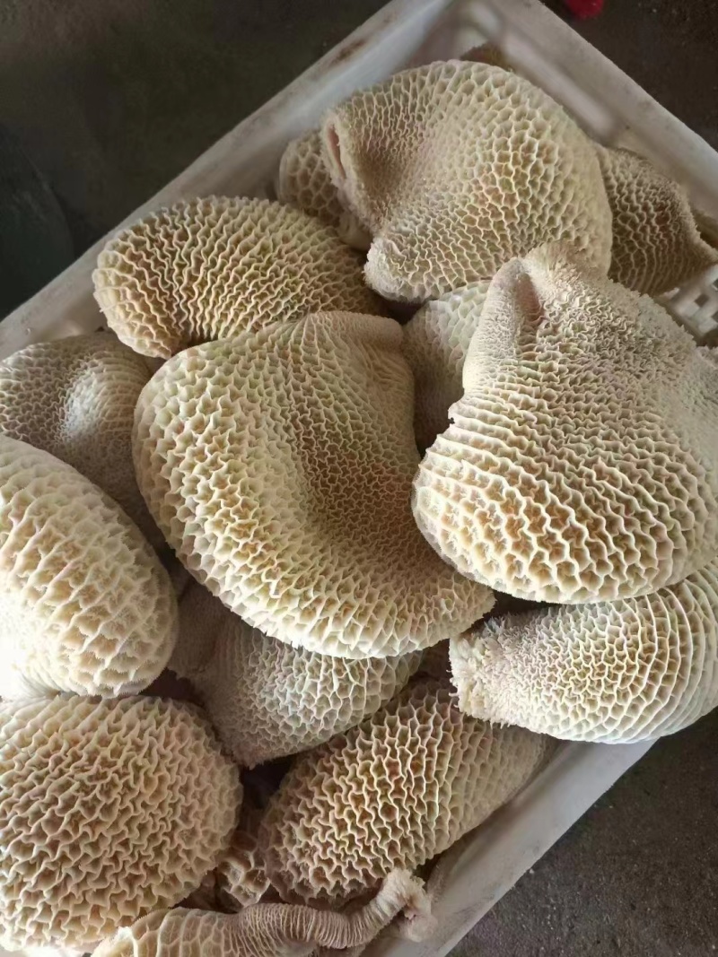 毛肚水发金钱肚冷冻蜂窝肚牛肚火锅冒菜凉拌菜等