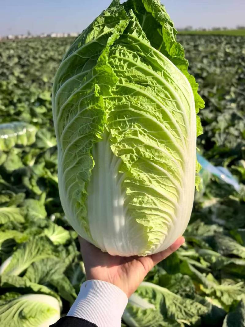 当季新鲜大白菜叶球饱满产地直销大量现货批发