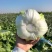 当季新鲜大白菜叶球饱满产地直销大量现货批发