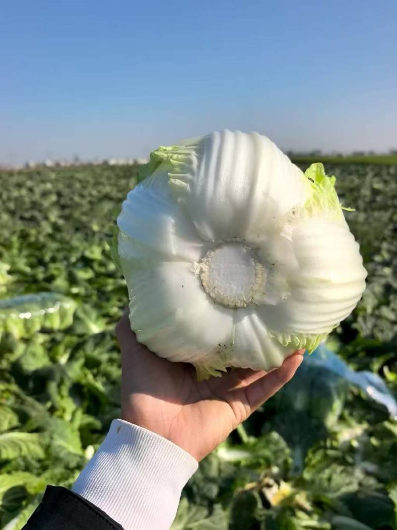 当季新鲜大白菜叶球饱满产地直销大量现货批发