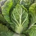 当季新鲜大白菜叶球饱满产地直销大量现货批发