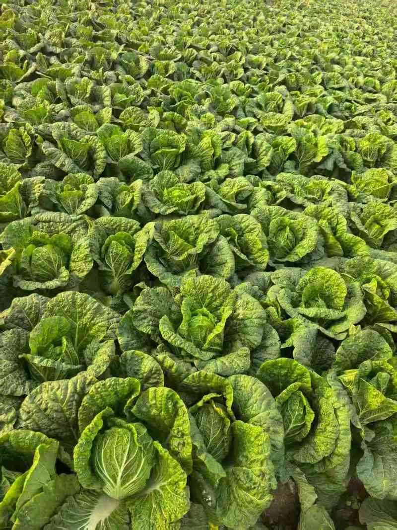 当季新鲜大白菜叶球饱满产地直销大量现货批发