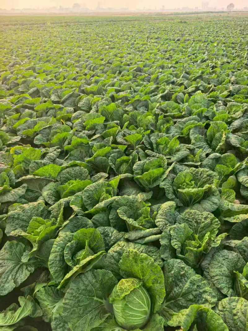 当季新鲜大白菜叶球饱满产地直销大量现货批发