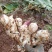 芭蕉芋大量有货基地直供品质优可视频看货欢迎咨询来电